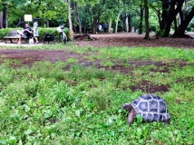 Rinshinomori Park Turtle in the grass